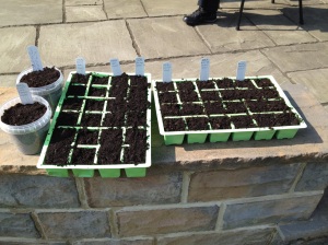 Next batch of seeds planted