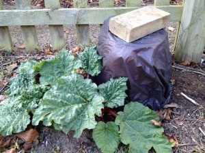 Unforced and forced rhubarb plant