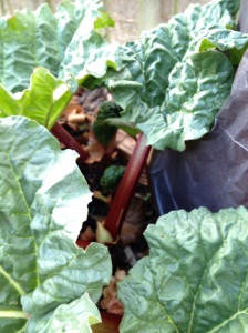 Unforced section of the rhubarb growing sturdy stems