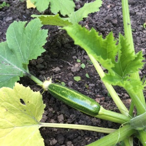 Baby courgette
