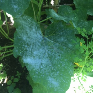 Powdery mildew on a squash leaf 