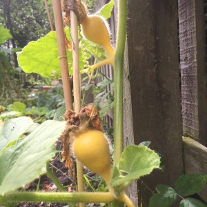 Teeny Giant pumpkins climbing up the sunflower canes